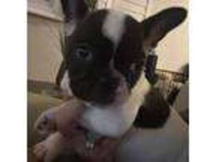 French Bulldog Puppy for sale in Asheville, NC, USA