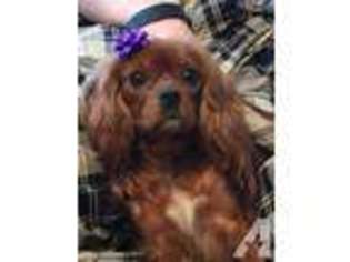 Cavalier King Charles Spaniel Puppy for sale in SALEM, OR, USA