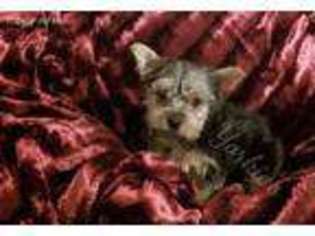 Yorkshire Terrier Puppy for sale in Enid, OK, USA