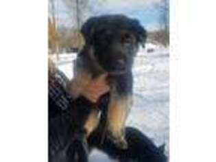 German Shepherd Dog Puppy for sale in Hubbard, OH, USA