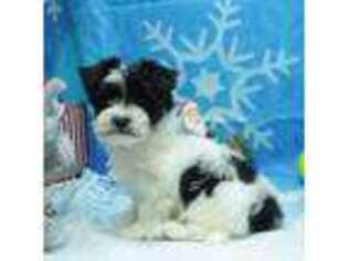Mutt Puppy for sale in Hickory, NC, USA