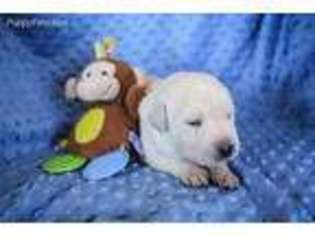 Labrador Retriever Puppy for sale in Buckeye, AZ, USA