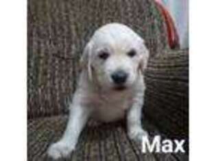 Mutt Puppy for sale in Wallkill, NY, USA