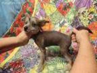 Chinese Crested Puppy for sale in Jacksonville, FL, USA
