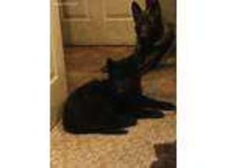 German Shepherd Dog Puppy for sale in Hilliard, FL, USA