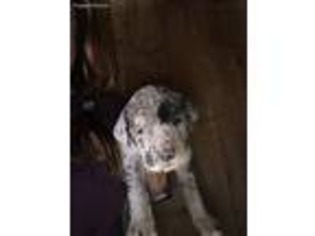 Great Dane Puppy for sale in Silver Lake, IN, USA