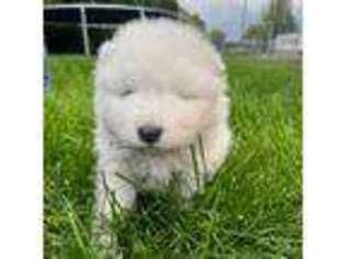 Samoyed Puppy for sale in Montpelier, ID, USA