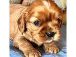 Cavalier King Charles Spaniel Puppy for sale in Mc Intyre, GA, USA