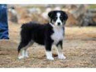 Miniature Australian Shepherd Puppy for sale in Fallon, NV, USA