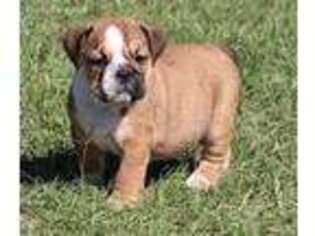 Bulldog Puppy for sale in Midville, GA, USA