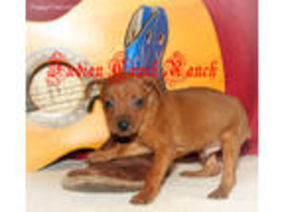 Miniature Pinscher Puppy for sale in Hannibal, MO, USA