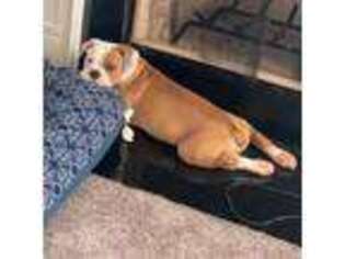 Olde English Bulldogge Puppy for sale in Odenville, AL, USA