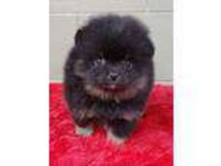 Pomeranian Puppy for sale in San Luis Obispo, CA, USA