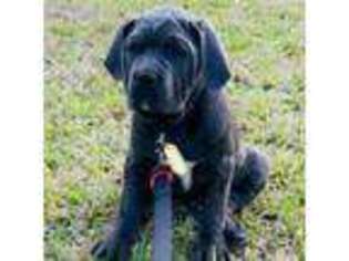 Cane Corso Puppy for sale in Kissimmee, FL, USA