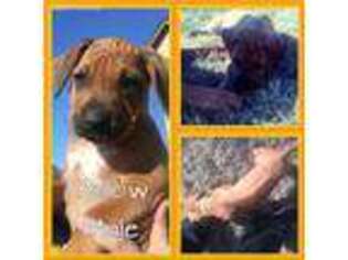 Rhodesian Ridgeback Puppy for sale in Eastland, TX, USA