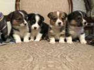 Pembroke Welsh Corgi Puppy for sale in Pine Knot, KY, USA