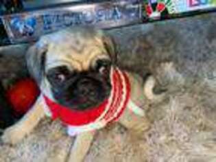 Pug Puppy for sale in Tinley Park, IL, USA