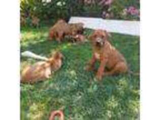 Rhodesian Ridgeback Puppy for sale in Sebastopol, CA, USA