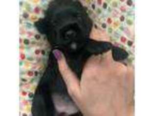 Mutt Puppy for sale in Cincinnati, OH, USA