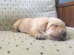 Labrador Retriever Puppy for sale in Bates City, MO, USA