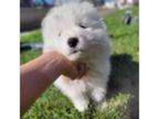 Samoyed Puppy for sale in Montpelier, ID, USA