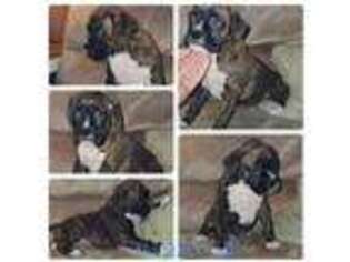 Boxer Puppy for sale in Grovetown, GA, USA