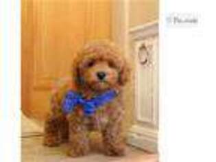 Mutt Puppy for sale in Saint Louis, MO, USA