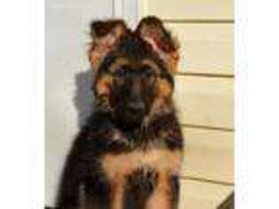 German Shepherd Dog Puppy for sale in Colonia, NJ, USA