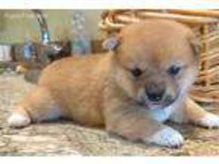 Shiba Inu Puppy for sale in Lees Summit, MO, USA