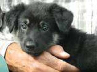 German Shepherd Dog Puppy for sale in Bolivar, MO, USA