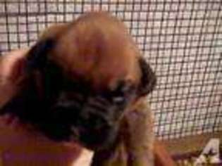 Boxer Puppy for sale in HAYS, NC, USA