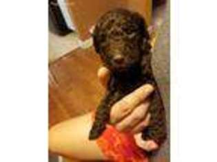 Goldendoodle Puppy for sale in East Alton, IL, USA