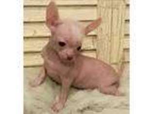 Chinese Crested Puppy for sale in Chandler, AZ, USA