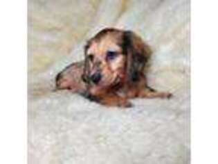 Dachshund Puppy for sale in Nevada City, CA, USA
