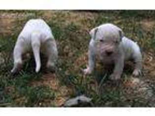 Dogo Argentino Puppy for sale in Annapolis, MD, USA