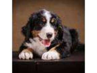 Bernese Mountain Dog Puppy for sale in Surprise, AZ, USA