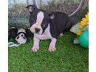 Boston Terrier Puppy for sale in Arthur, IL, USA