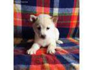 Shiba Inu Puppy for sale in East Sparta, OH, USA