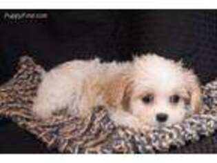 Cavachon Puppy for sale in Howard City, MI, USA