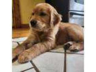 Golden Retriever Puppy for sale in Geneseo, NY, USA