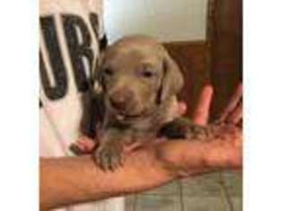 Weimaraner Puppy for sale in Winters, TX, USA