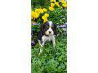 Cavalier King Charles Spaniel Puppy for sale in Mifflin, PA, USA