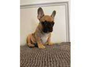 French Bulldog Puppy for sale in Lynn, MA, USA