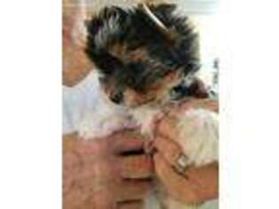 Biewer Terrier Puppy for sale in Cumming, GA, USA