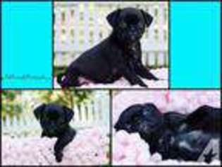 Medium Photo #1 Buggs Puppy For Sale in MAPLE VALLEY, WA, USA
