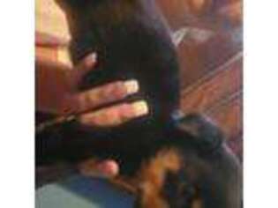 Rottweiler Puppy for sale in Batavia, OH, USA