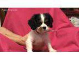 Cavalier King Charles Spaniel Puppy for sale in Muldrow, OK, USA