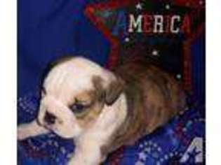 Bulldog Puppy for sale in WELCH, OK, USA