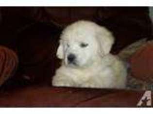 Labrador Retriever Puppy for sale in LA FONTAINE, IN, USA