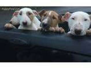 Bull Terrier Puppy for sale in Federal Way, WA, USA